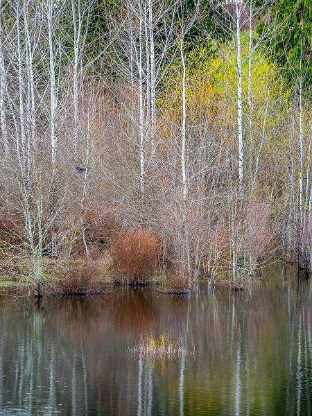 Gulin, Sylvia 아티스트의 USA-Washington State-Sammamish springtime and alder trees and their reflections in small pond작품입니다.
